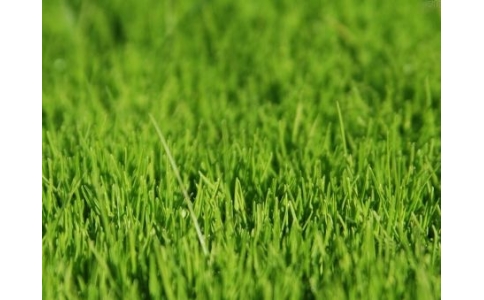 Synthetic Plants   Lawn